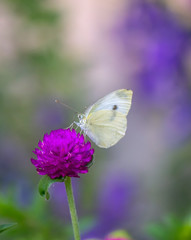 sulphur butterfly in garden