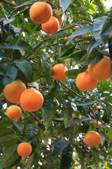 Italy, Ostuni. Orange trees.