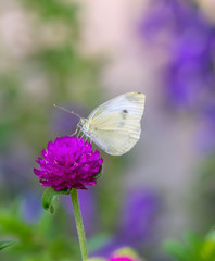 sulphur butterfly in garden