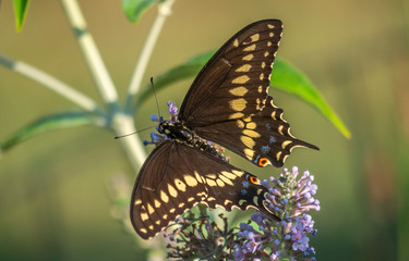 Black swallowtail butterfly in summer