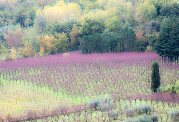 Fototapeta premium Italy, Tuscany. Young grape vines in a field.