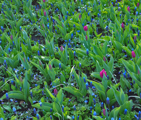 Pink tulips and blue grape hyacinth
