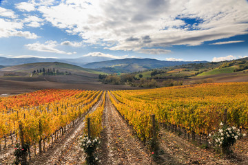 Fototapeta na wymiar Italy, Tuscany. Vineyards.