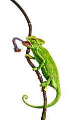 green chameleon - Chamaeleo calyptratus hunting © Vera Kuttelvaserova