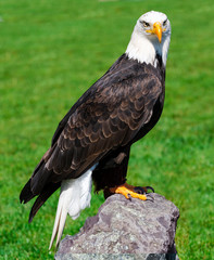 Bald Eagle (Haliaeetus leucocephalus) portrait