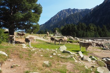 vacas blancas de los pirineos, cataluña, españa 