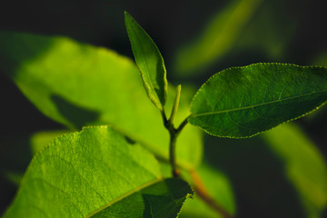 Branch with young green foliage on a blurred background.
