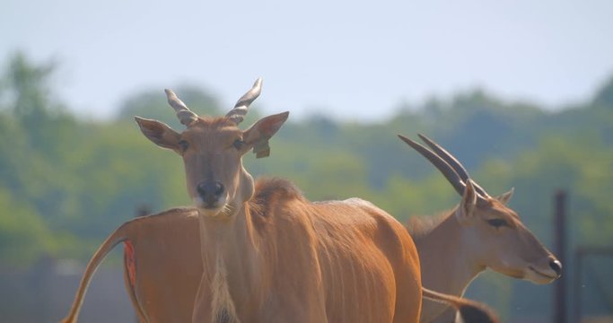 Shoot of beautiful antilopes walking in the meadow in the national park in summer