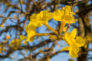 Close up of Brazilian Yellow Ipe tree flowers (Golden trumpet) with blue sky - Handroanthus chrysotrichus plant