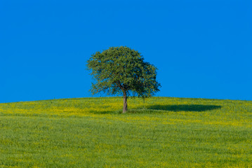 Obraz premium Tree in a field, Val d'Orcia, Siena province, Tuscany, Italy.