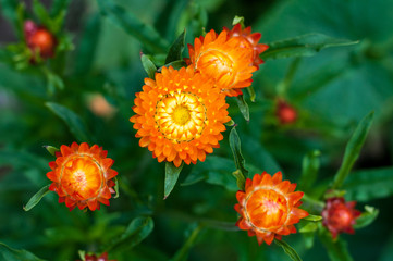 Dried flowers Helichrysum immortelle bloom in the garden