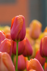 Netherlands (aka Holland), Lisse. Keukenhof Gardens, the world's largest bulb flower park with over 4.5 million tulips in 100 varieties.