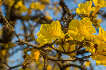 Close up of Brazilian Yellow Ipe tree flowers (Golden trumpet) with blue sky - Handroanthus chrysotrichus plant