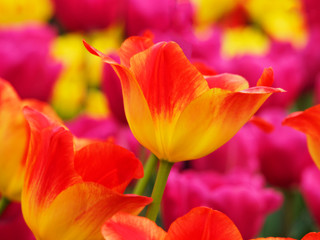Netherlands, Macro image of colorful tulip