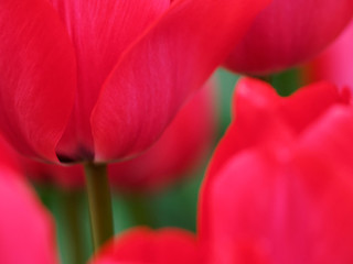 Naklejka premium Netherlands, Macro image of colorful tulip