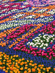 Fototapeta na wymiar Netherlands, Lisse, Keukenhof Gardens, Grape hyacinth and Tulips in Bloom Placed in a Pattern of Tulip