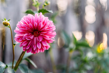 Beautiful dahlia flower on a background of fence and sun in the garden