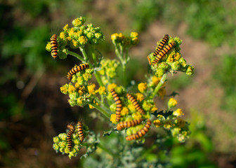 Raupen vom Jakobskrautbär (Tyria jacobaeae) Standort: Deutschland, Nordrhein-Westfalen, Borken
