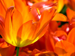 Close-up of tulips