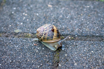Weinbergschnecke (Helix pomatia) in Nahaufnahme. Standort: Deutschland, Nordrhein-Westfalen, Borken