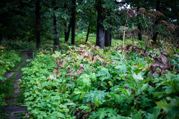 Thickets of hogweed. Hogweed is a weed plant. Hogweed has taken over everything around.