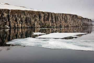Fototapeta na wymiar Arctic, Norway, Svalbard, Spitsbergen, Alkefjellet bird cliffs, The Alkefjellet bird cliffs with many Thick-billed Murres in the air.