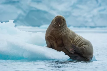 Fototapete Walross Norwegen. Spitzbergen. Insel Nordaustlandet. Brasvelbreen. Junges Atlantisches Walross (Odobenus rosmarus) ruht auf einer Eisscholle.