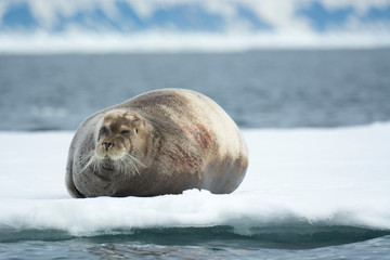 Norway. Svalbard. Spitsbergen. Alkefjellet. Bearded seal (Erignathus barbatus) resting on an ice floe.