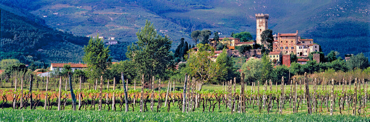 Italy, Vicopisano. A small vineyard grows below the Tuscan village of Vicopisano, near Pisa, Italy.