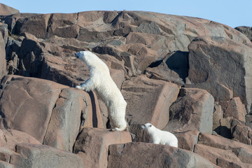 Arctic, Norway, Svalbard, Spitsbergen, polar bear (Ursus maritimus) cub, rocky, swimming. Polar bear and cub coming off rocks to the ocean.