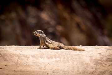 Porträt eines Atlashörnchens