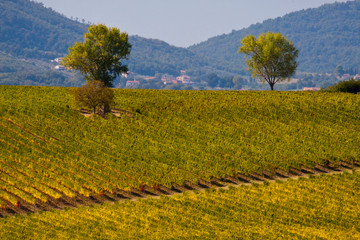 Vineyards Draping Hillsides near Monte Falco