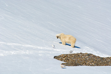 Norway. Svalbard. Hornsund. Burgerbutka. Polar bear (Ursus maritimus).
