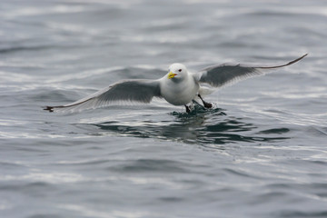 Norway. Svalbard. Kiepertoya Island. Black-legged kittiwake (Rissa tridactyla) in flight