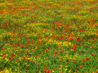 Mass Spring wildflowers in field
