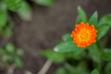 Bright summer background with growing flowers calendula officinalis, marigold.