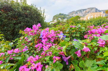 Obraz premium Capri Island. Italy.