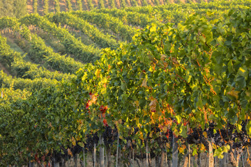 Fototapeta na wymiar Vineyards in the Rolling Hills of Tuscany