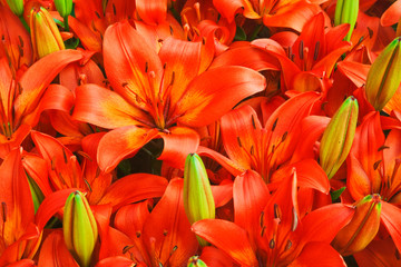 Holland, Lisse, Keukenhof Gardens. Orange lilies in the gardens. 