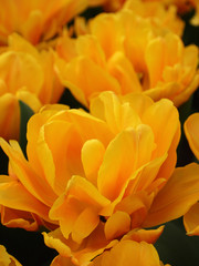 Light orange tulips