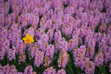 Fototapeta na wymiar Hyacinth flower fields in famous Lisse, Holland