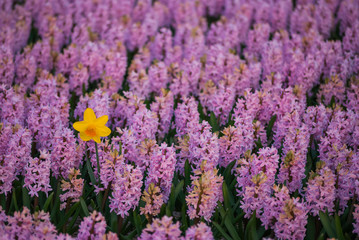 Hyacinth flower fields in famous Lisse, Holland