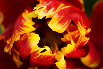 Fototapeta na wymiar Netherlands, Lisse. Parrot tulip close-up. Credit as: Marie Bush / Jaynes Gallery / DanitaDelimont.com