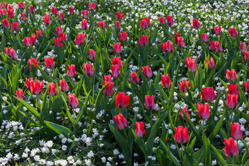 Red tulip flower bed in Holland