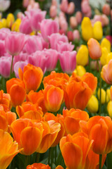 Obraz premium Holandia, Lisse. Ogrody Keukenhof, największy na świecie park kwiatów cebulowych, w którym rośnie ponad 4,5 miliona tulipanów w 100 odmianach.