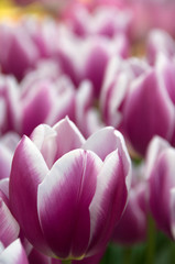Fototapeta premium Netherlands (aka Holland), Lisse. Keukenhof Gardens, the world's largest bulb flower park with over 4.5 million tulips in 100 varieties.