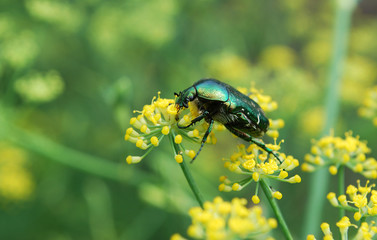  Bronze beetle collects pollen on dill inflorescences