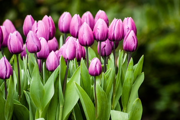 A cluster of purple tulips against green background