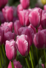 Netherlands (aka Holland), Lisse. Keukenhof Gardens, the world's largest bulb flower park with over 4.5 million tulips in 100 varieties.