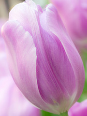 Fototapeta na wymiar The Netherlands, Lisse, Keukenhof Gardens. Close-up of tulip.